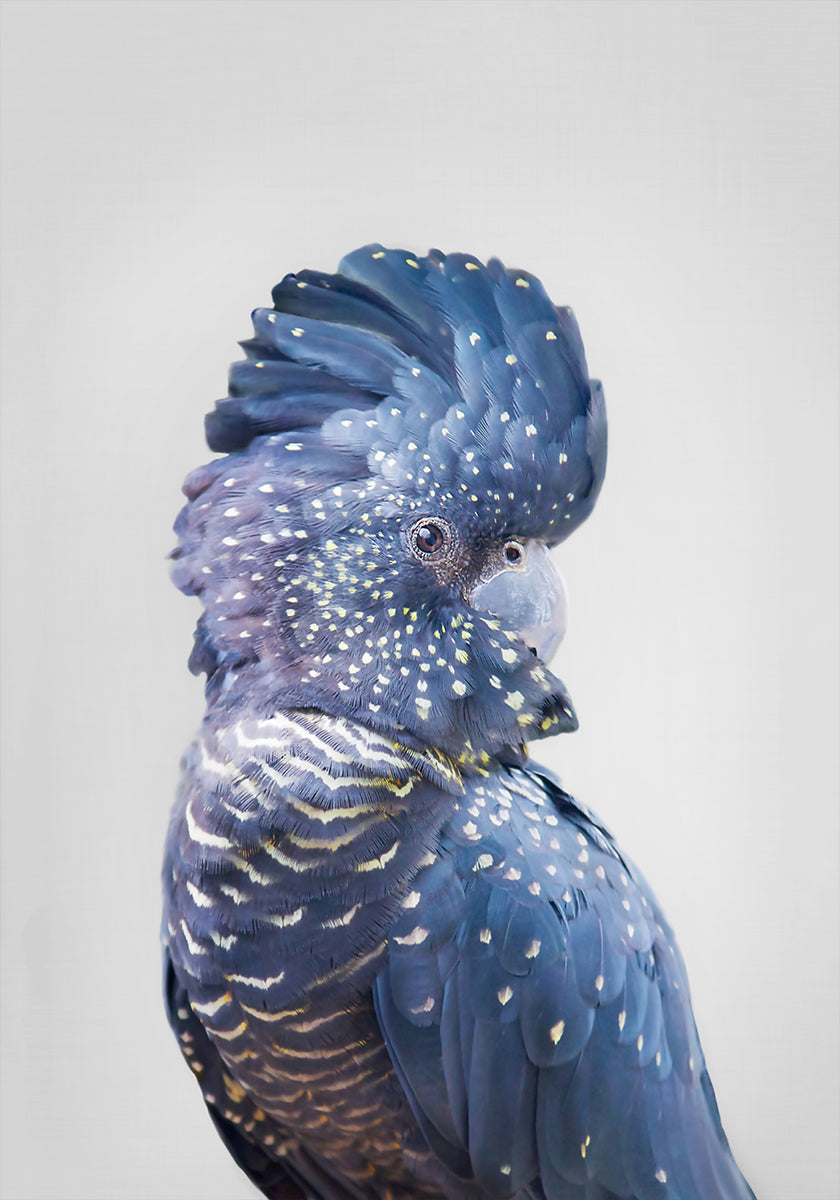 Cacatua Negra