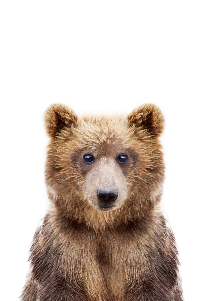 Bebê Urso