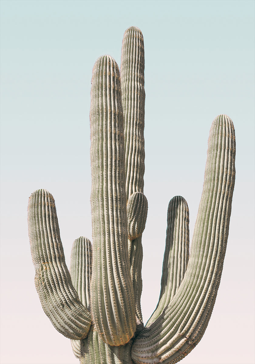 Pôster Saguaro