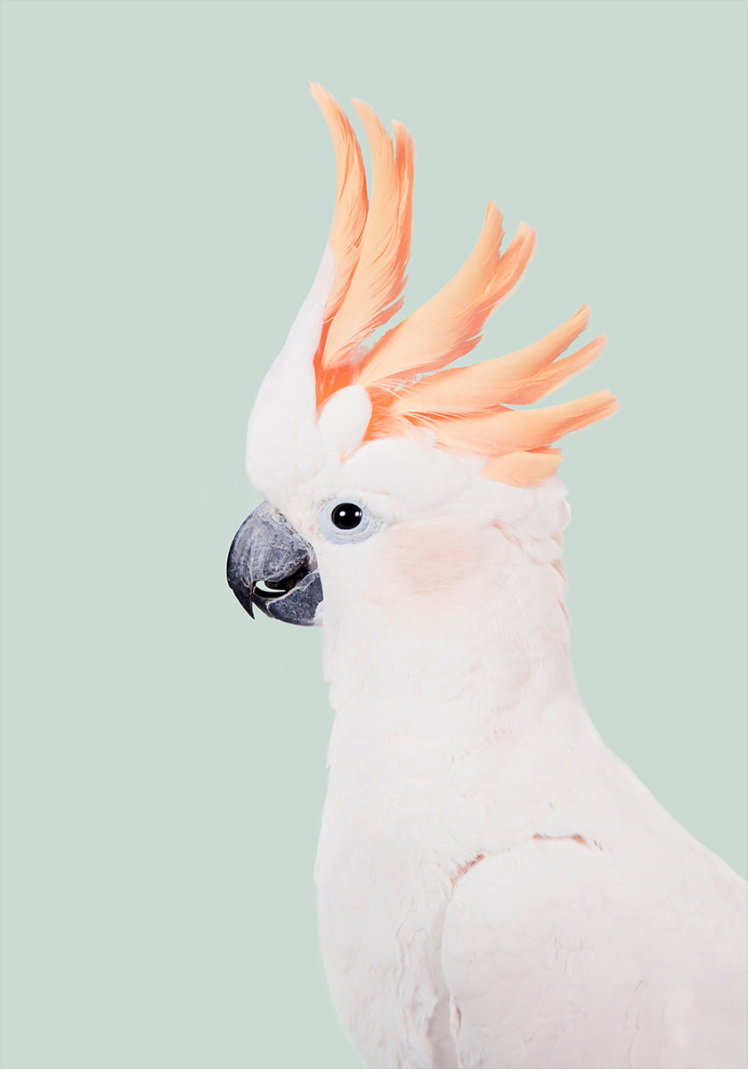 Póster Cacatua