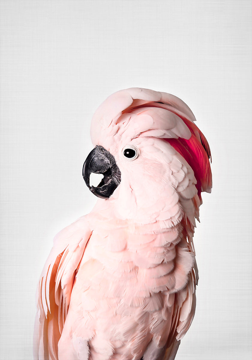 Cacatua Rosa