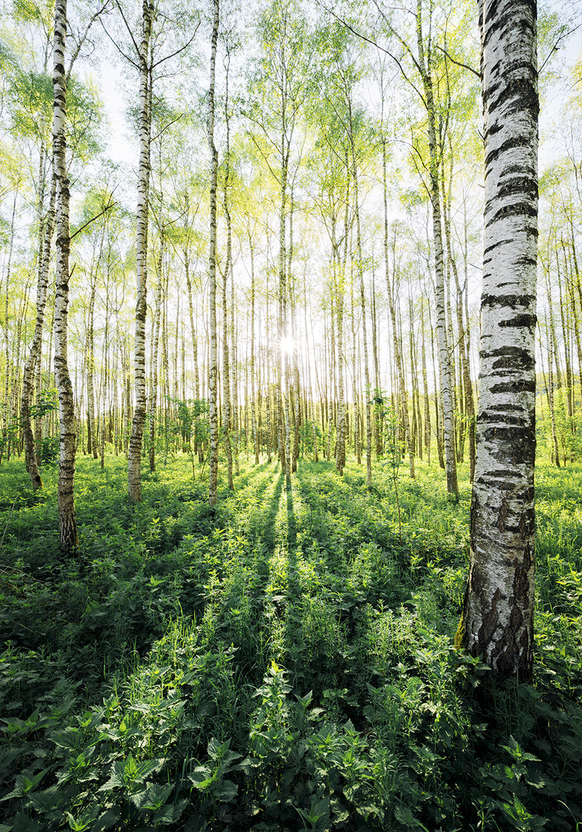 Bosque de Bétulas vertical