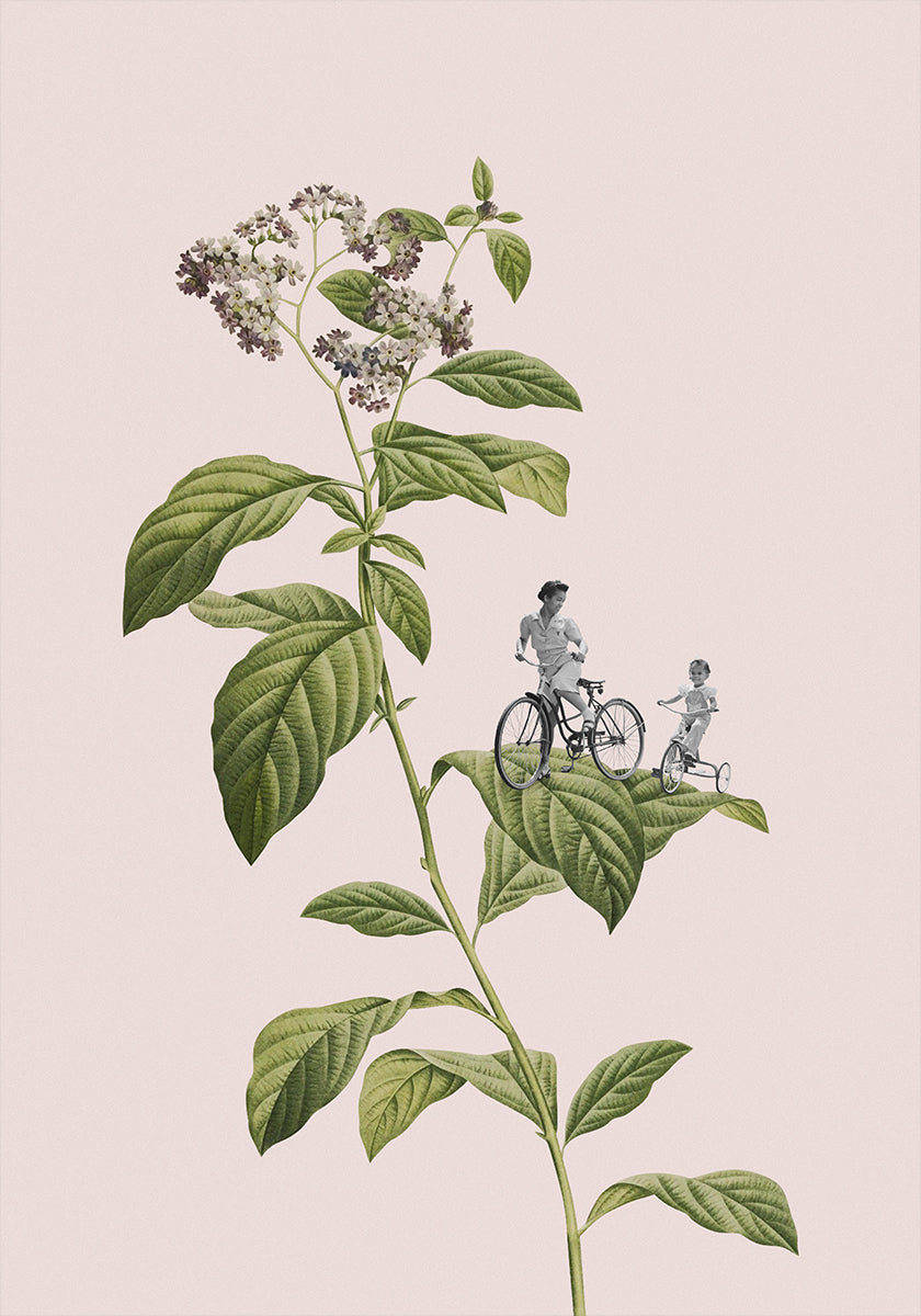Ciclismo botânico