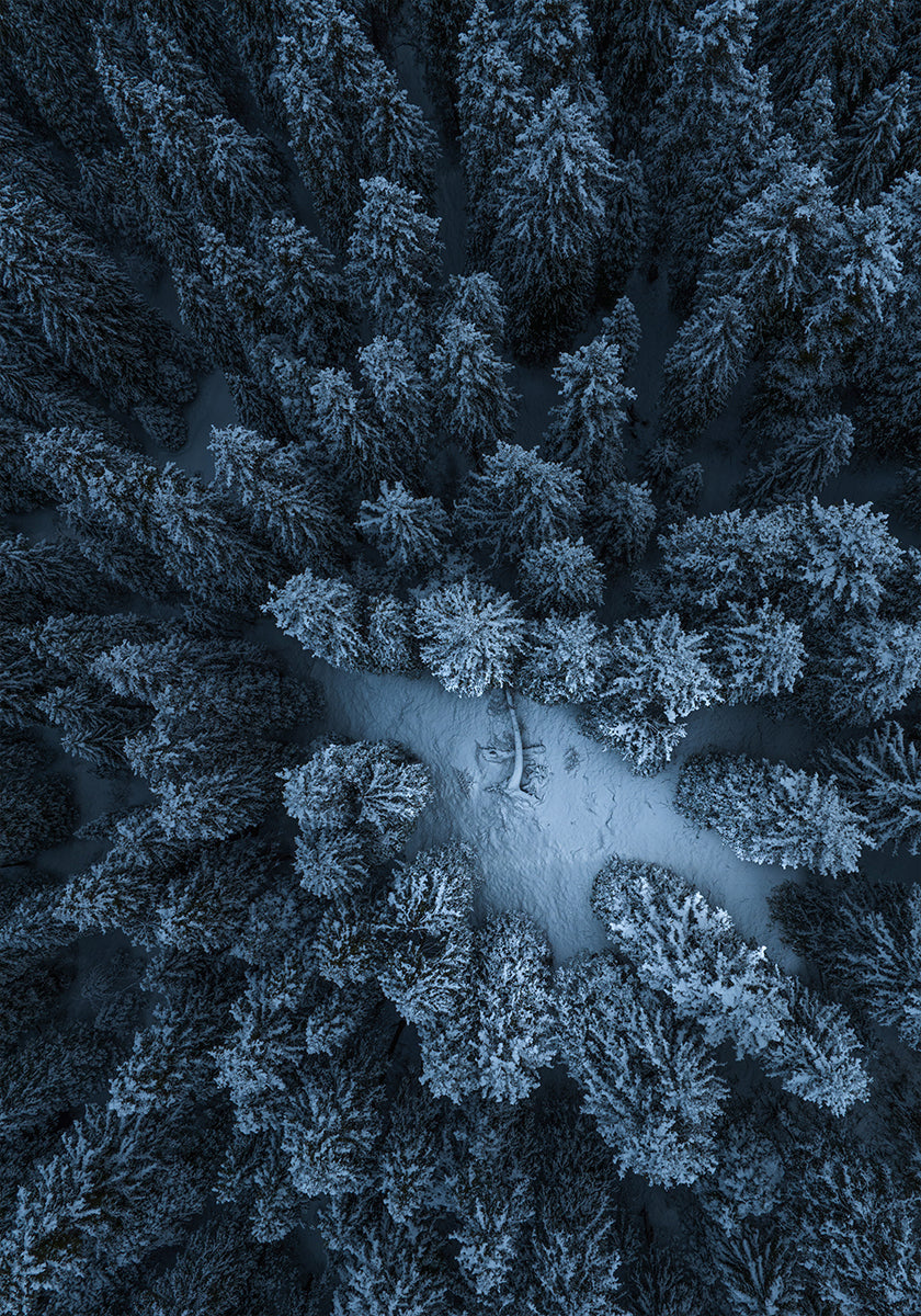 Póster Textura da floresta