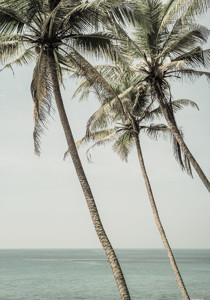 Póster Ocean Breeze Palms