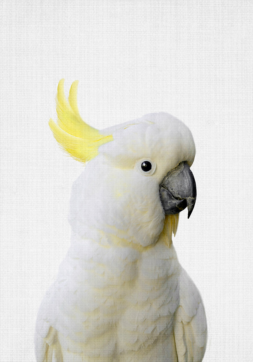 Póster Cacatua Peekaboo