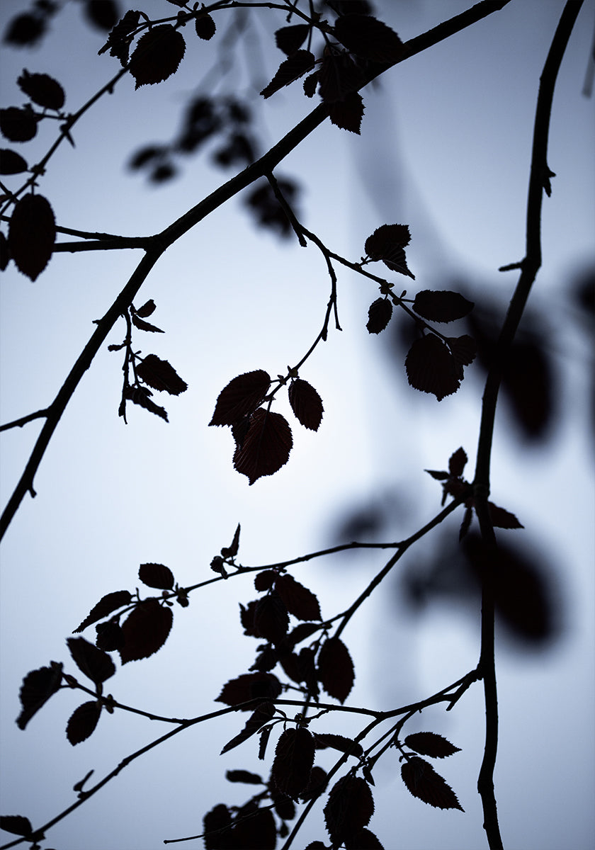 Amanhecer