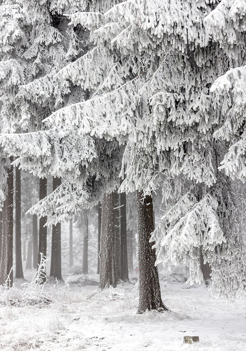 Floresta de Inverno 2