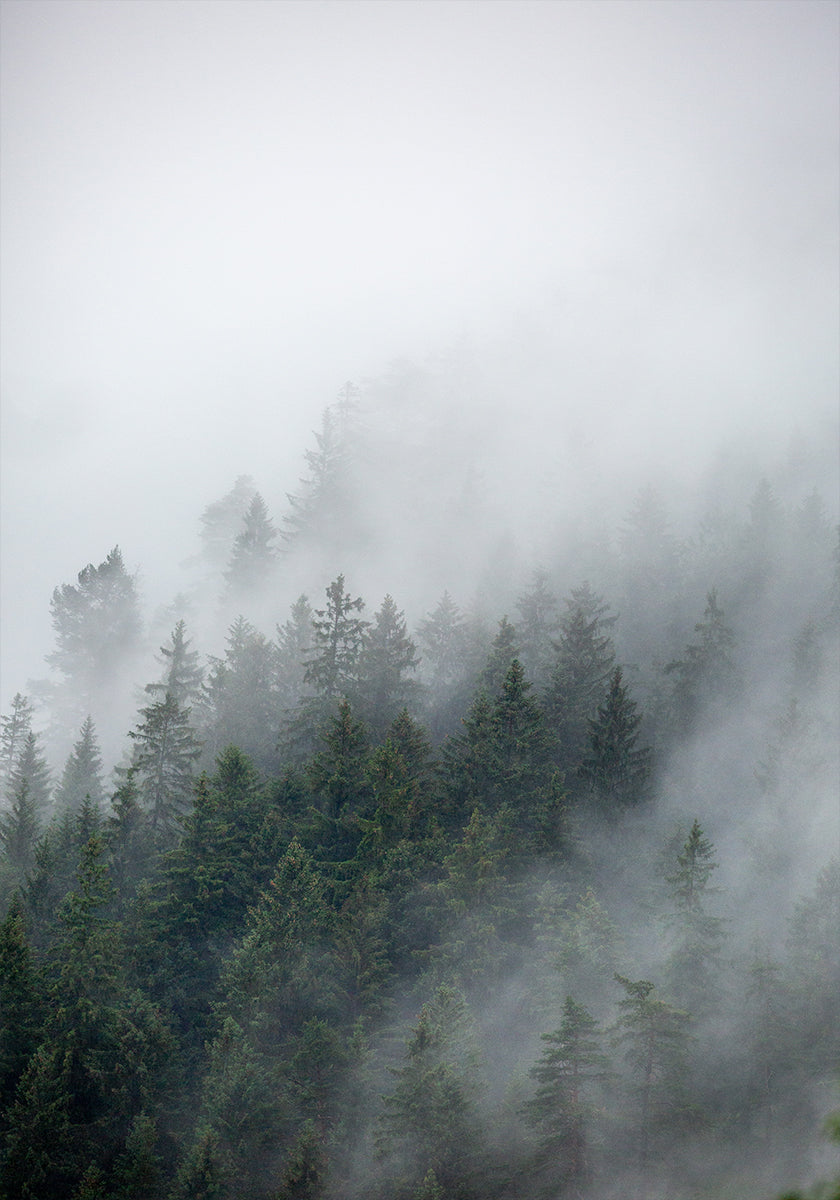 Foggy Morning 2 Plakat - Posterbox