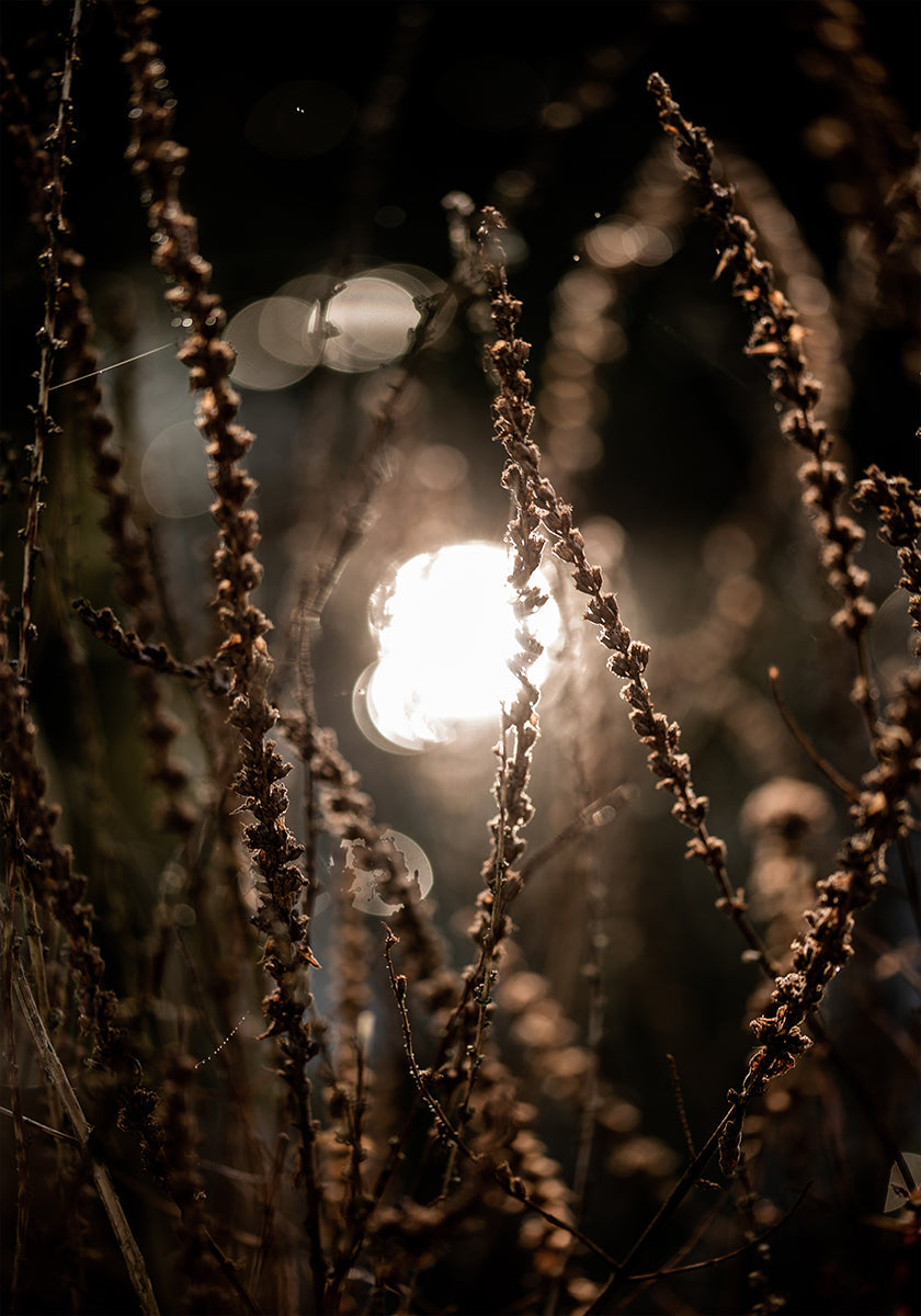 Luzes de outono 2