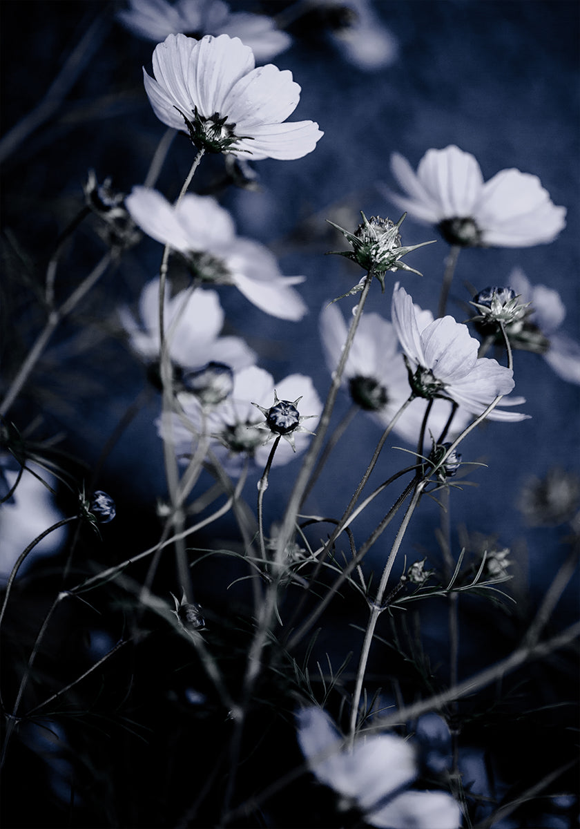 Flores Selvagens 10