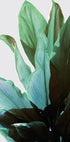 Green Leaves Plakat - Posterbox