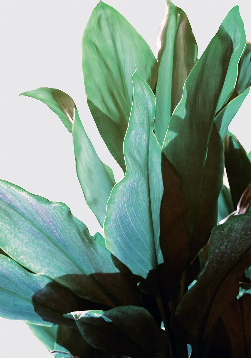 Green Leaves Plakat - Posterbox