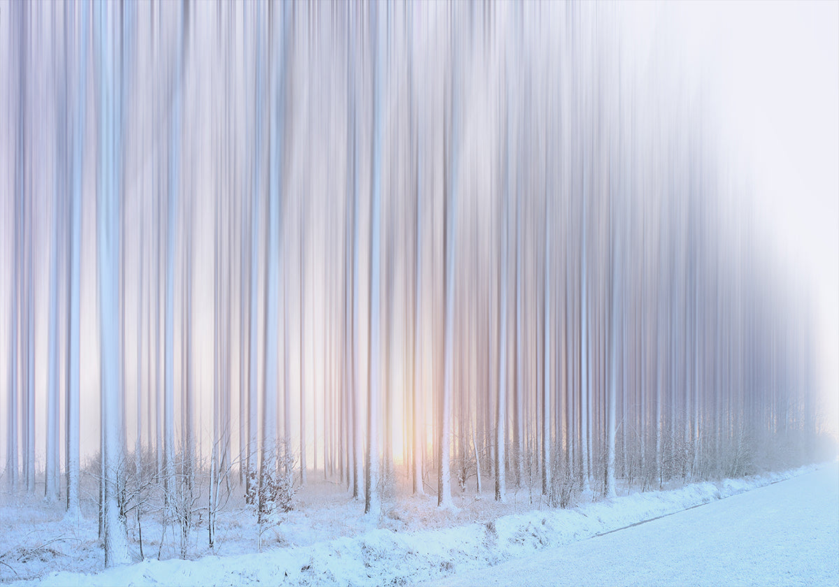 Póster uma cortina de árvores