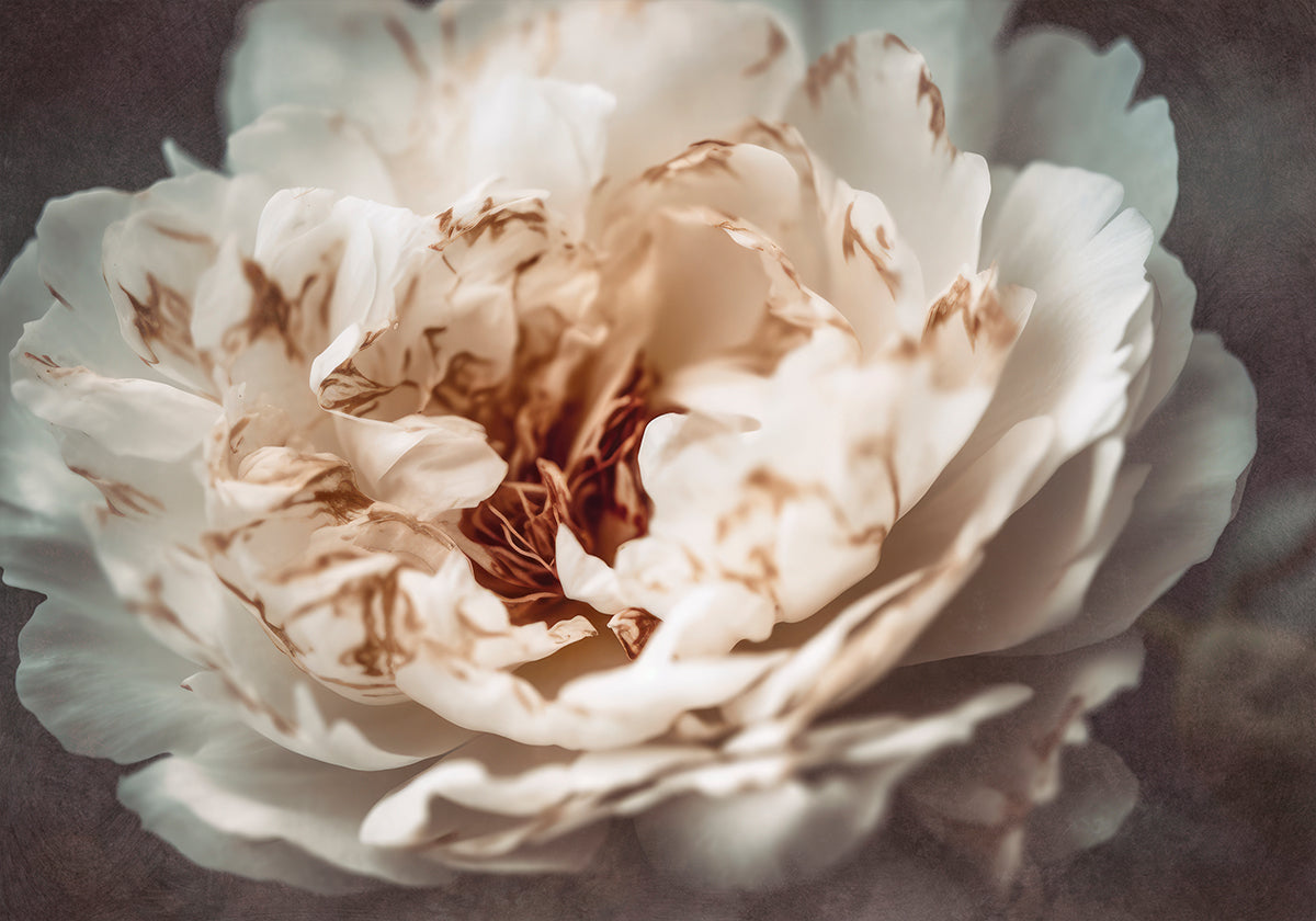 Pétalas da Serenidade