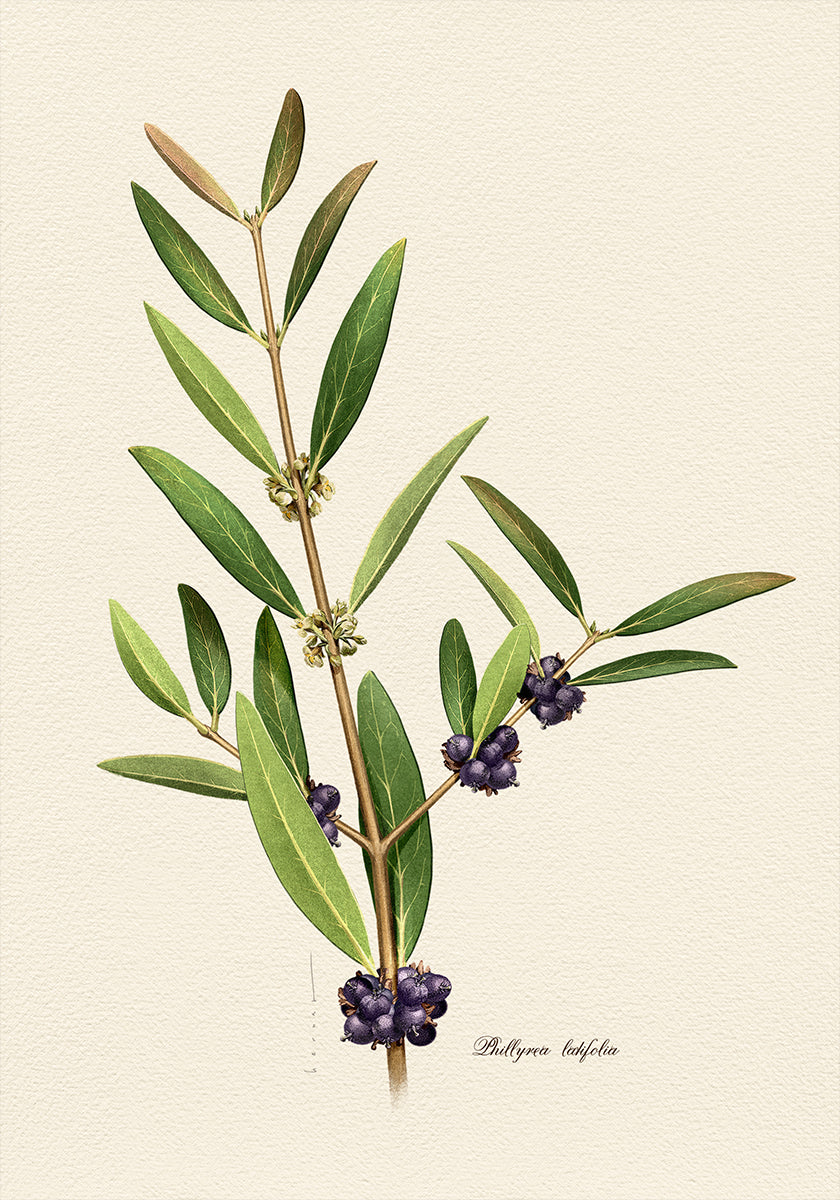 Pôster Botânica Phillyrea Latifolia
