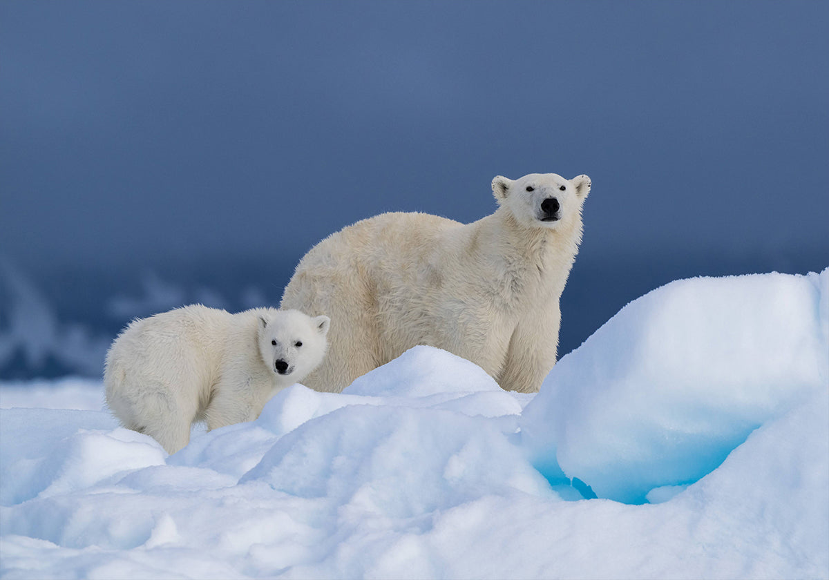 Póster Mommy and baby