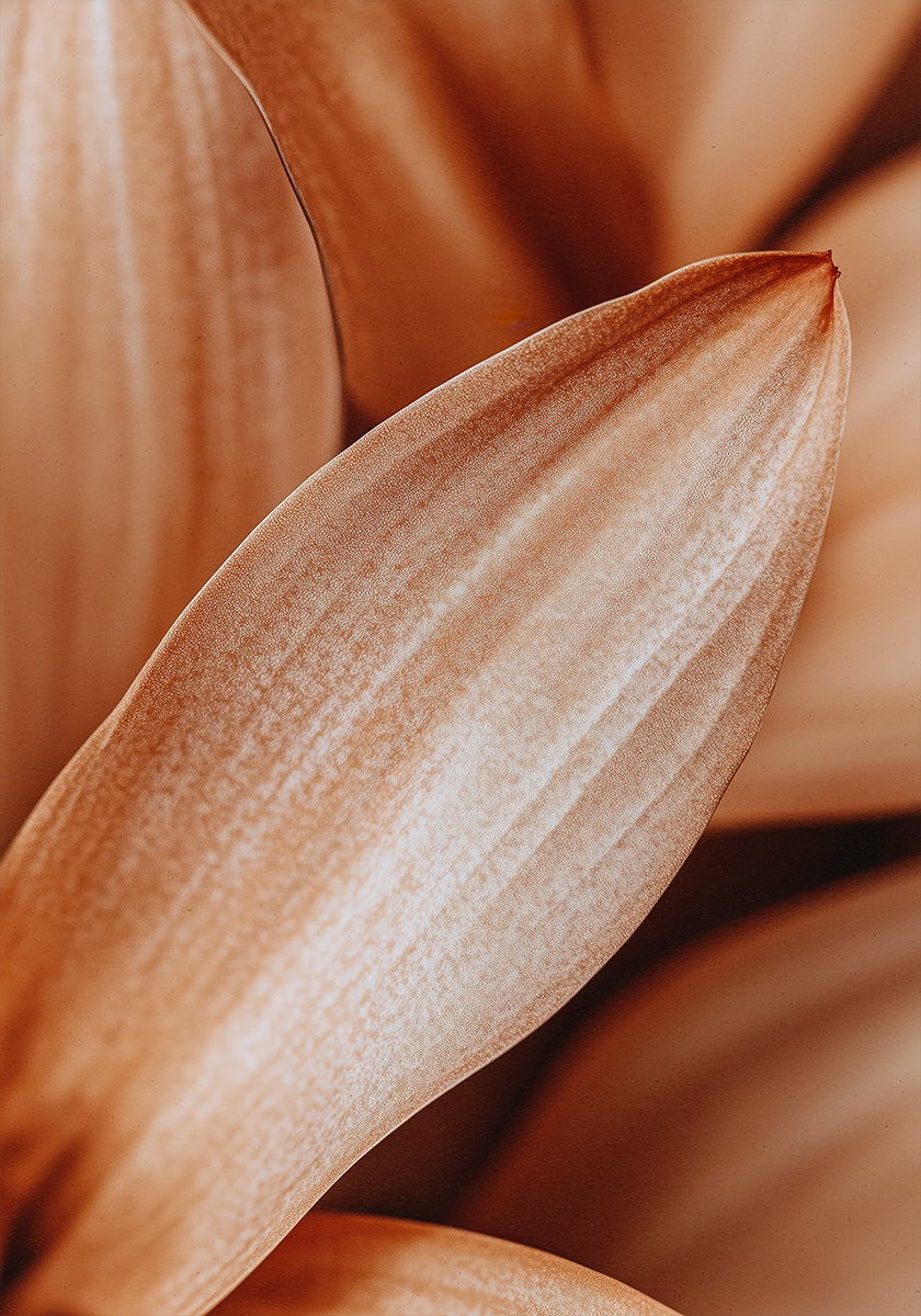 Elegância de pétalas de âmbar