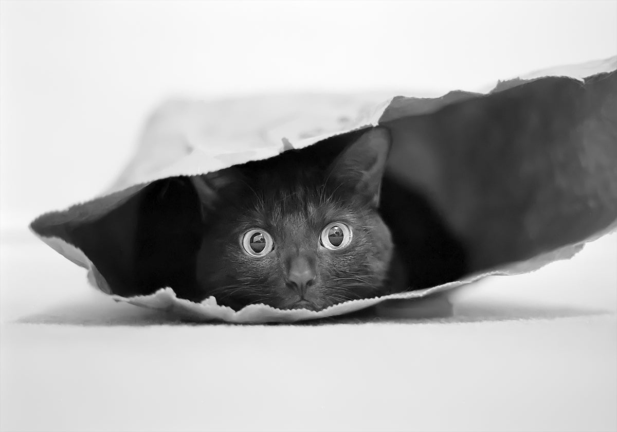 Póster Cat in a bag
