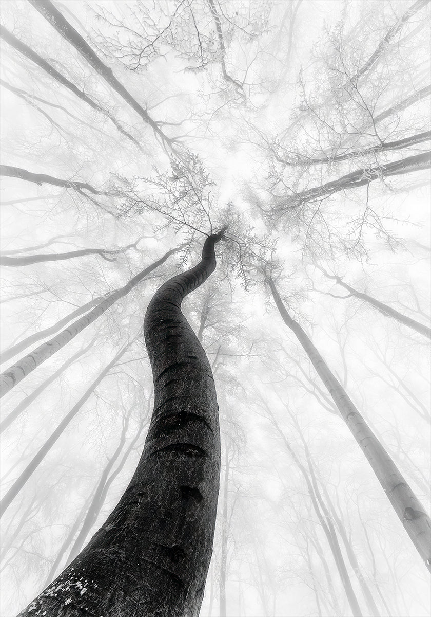 O pôster de inverno