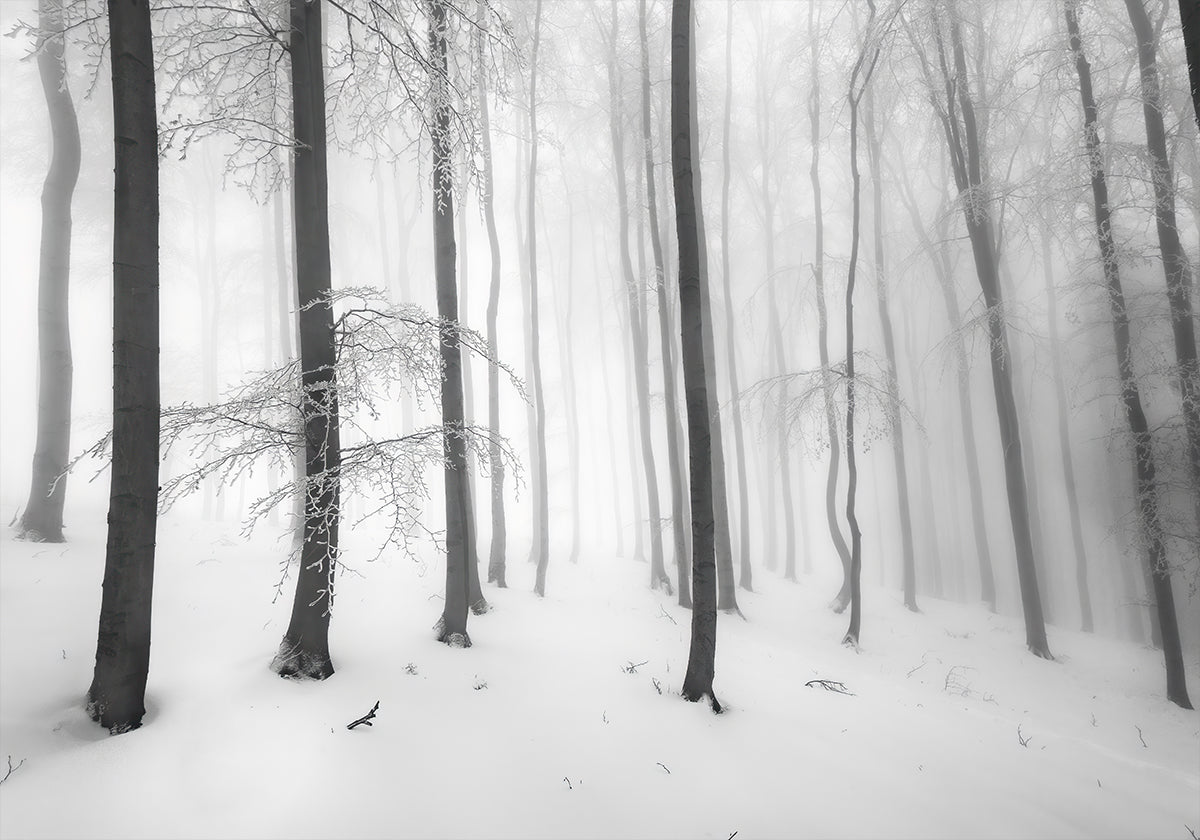 Póster Silêncio da floresta