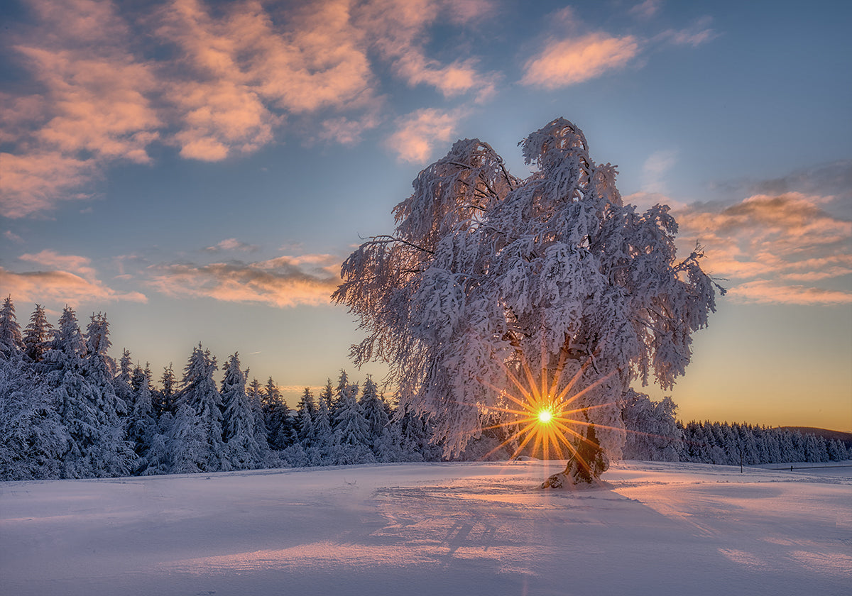 cartaz da estrela da manhã
