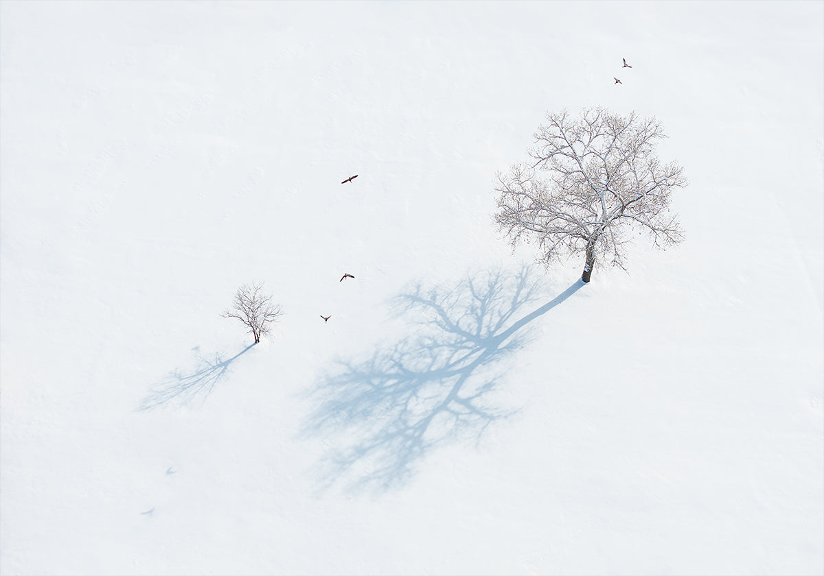 Pôster Sombras de árvores e pássaros