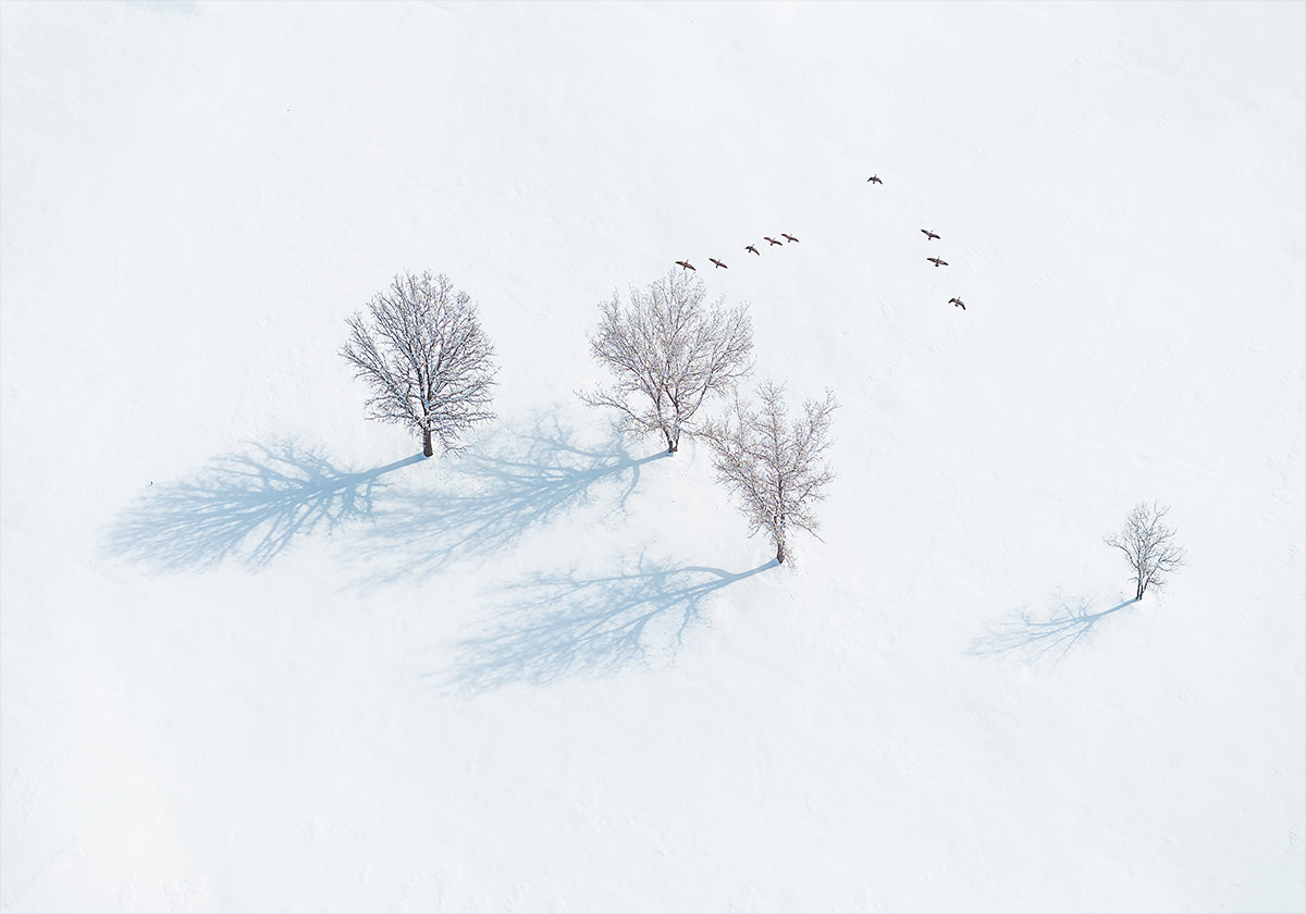 Póster Árvores e Pássaros