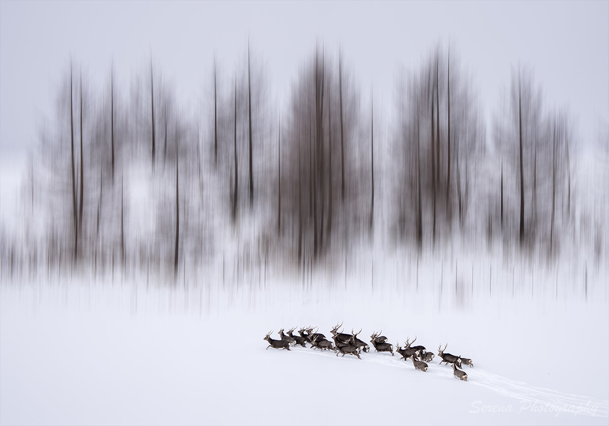 Pôster Inverno em Hokkaido