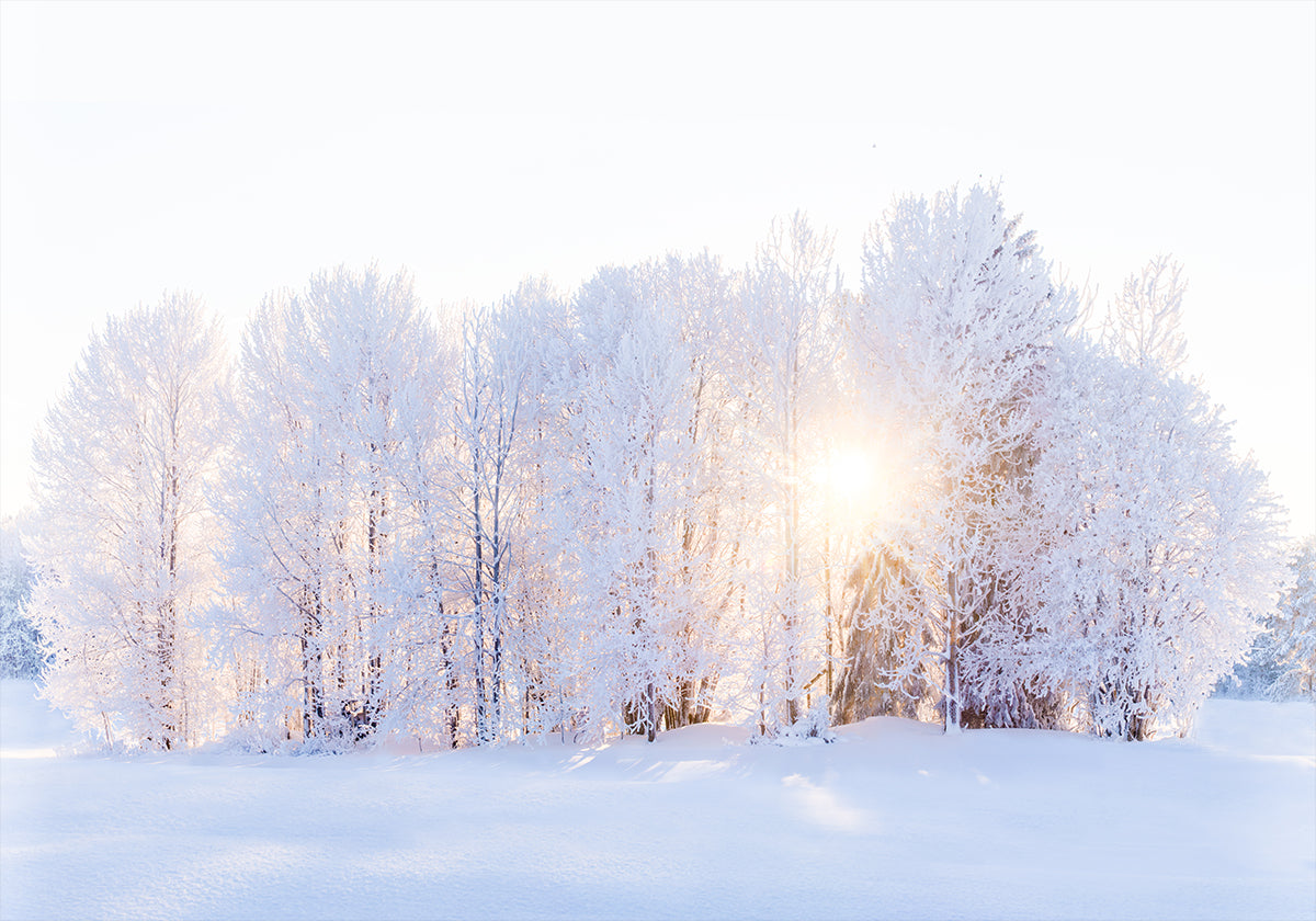 Póster A luz retorna