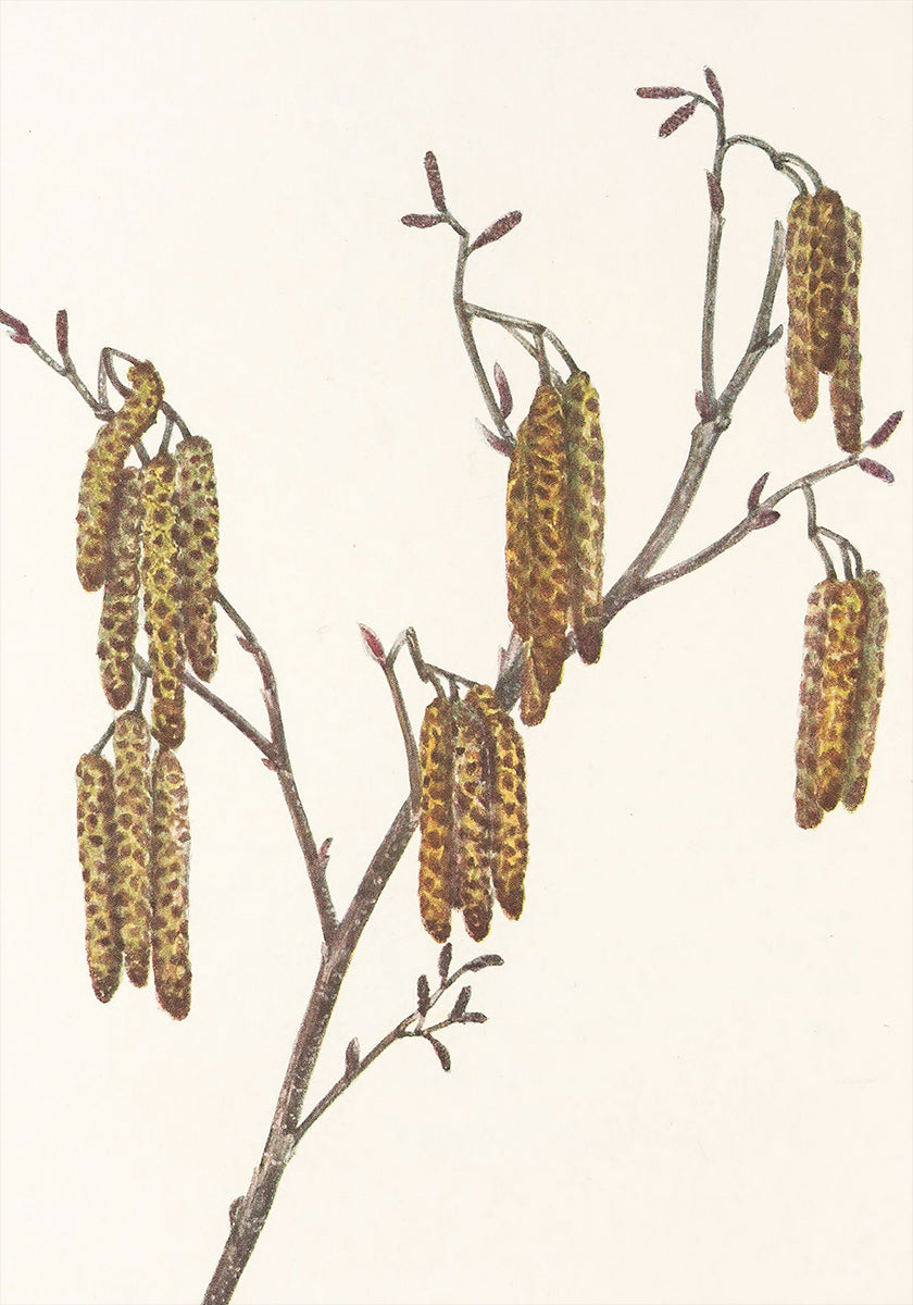Amieiro Hazel (alnus Regosa) das flores silvestres norte-americanas (1925) por Mary Vaux Walcott. Pôster