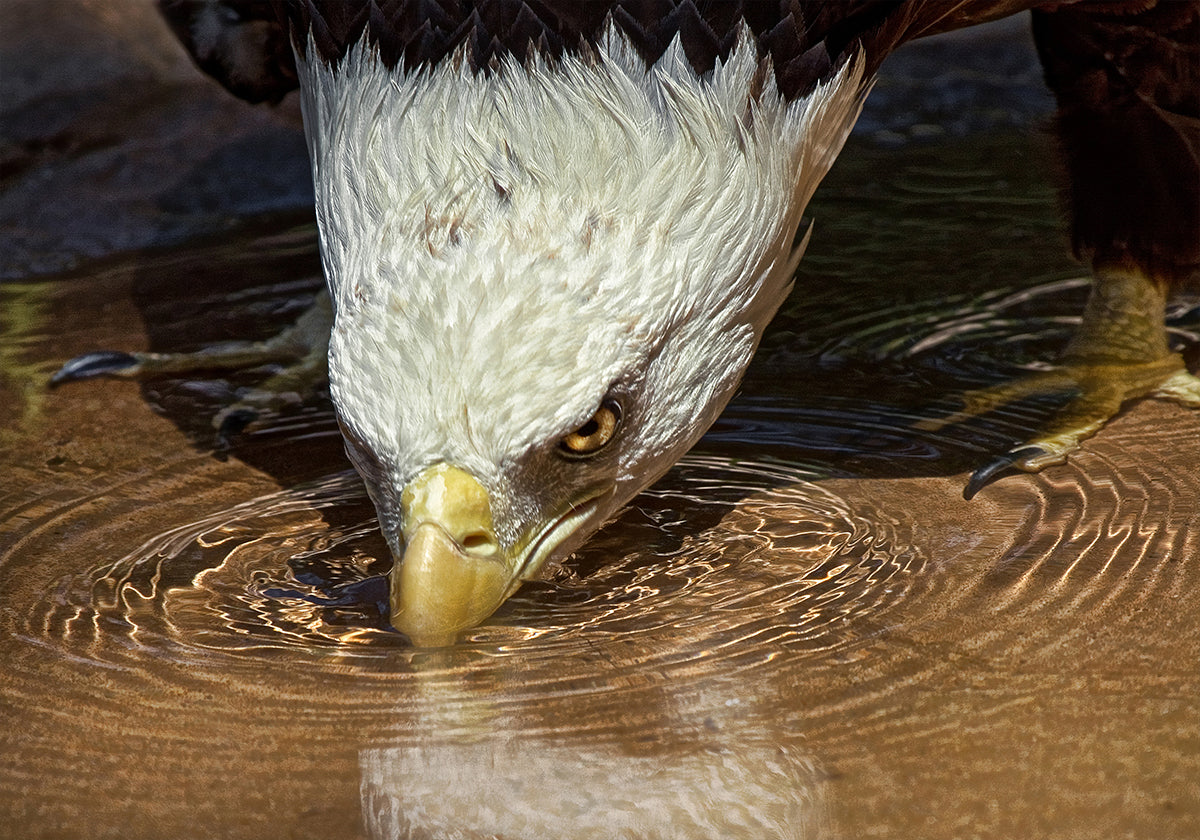 Póster Bebida fresca em um dia quente