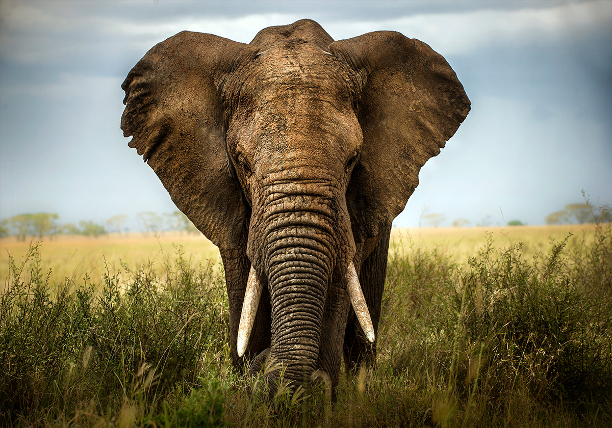 Encontros no Serengeti