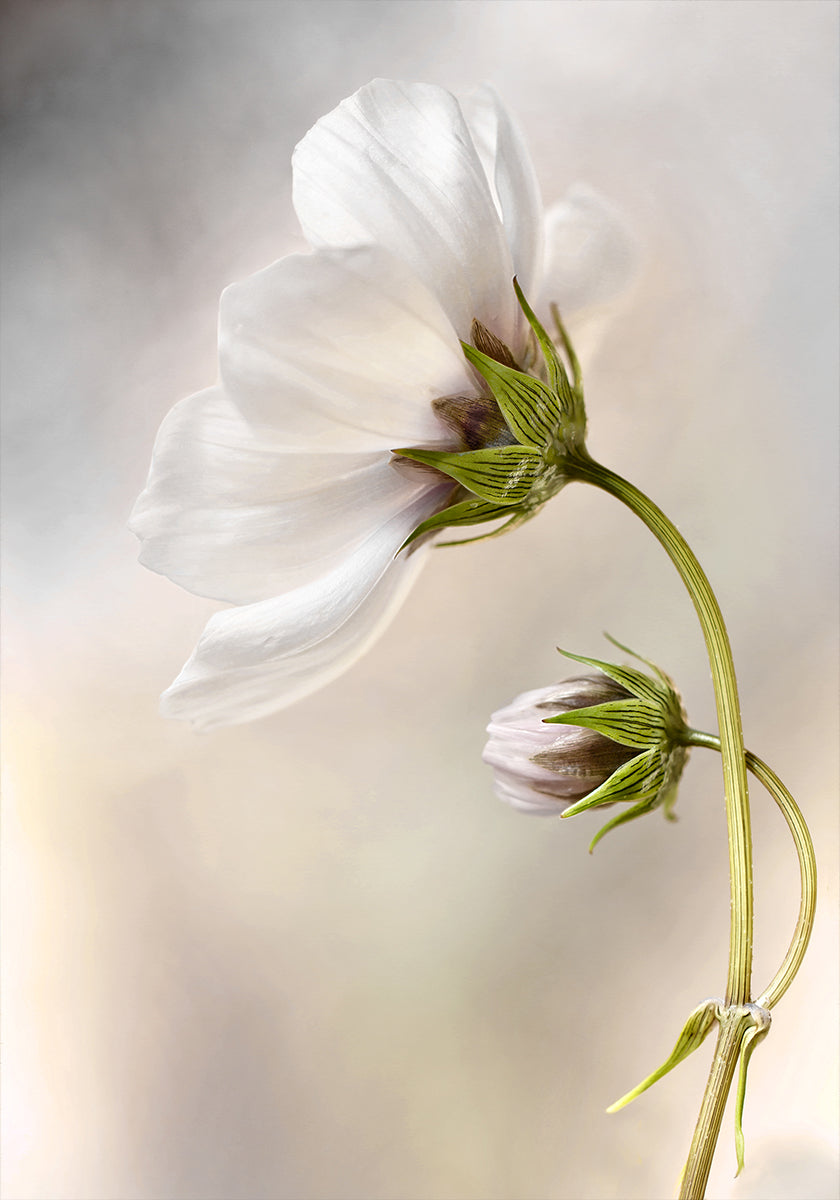 Cosmos Celestial