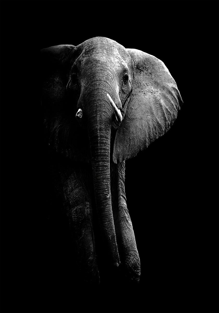 Elefante!