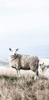 White Sheep in Field Plakat - Posterbox.no
