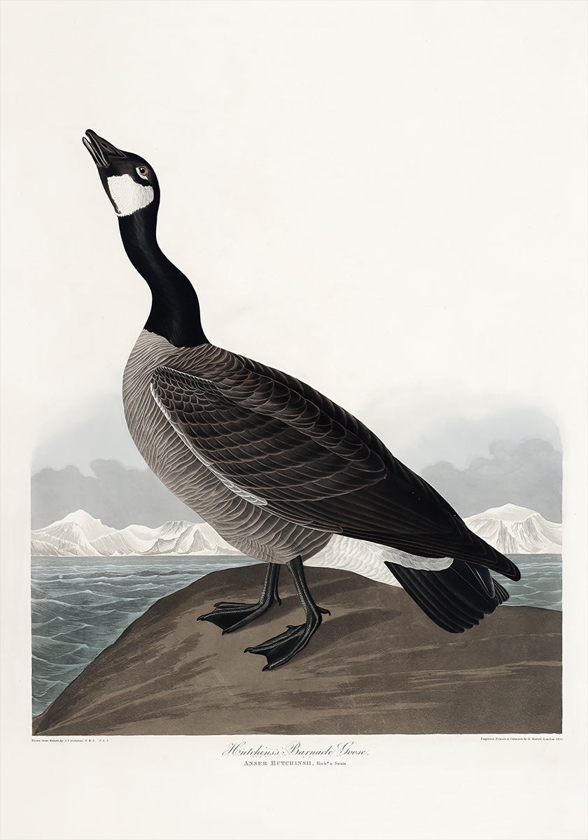Hutchins's Barnacle Goose From Birds of America (1827) (NEW) - Posterbox