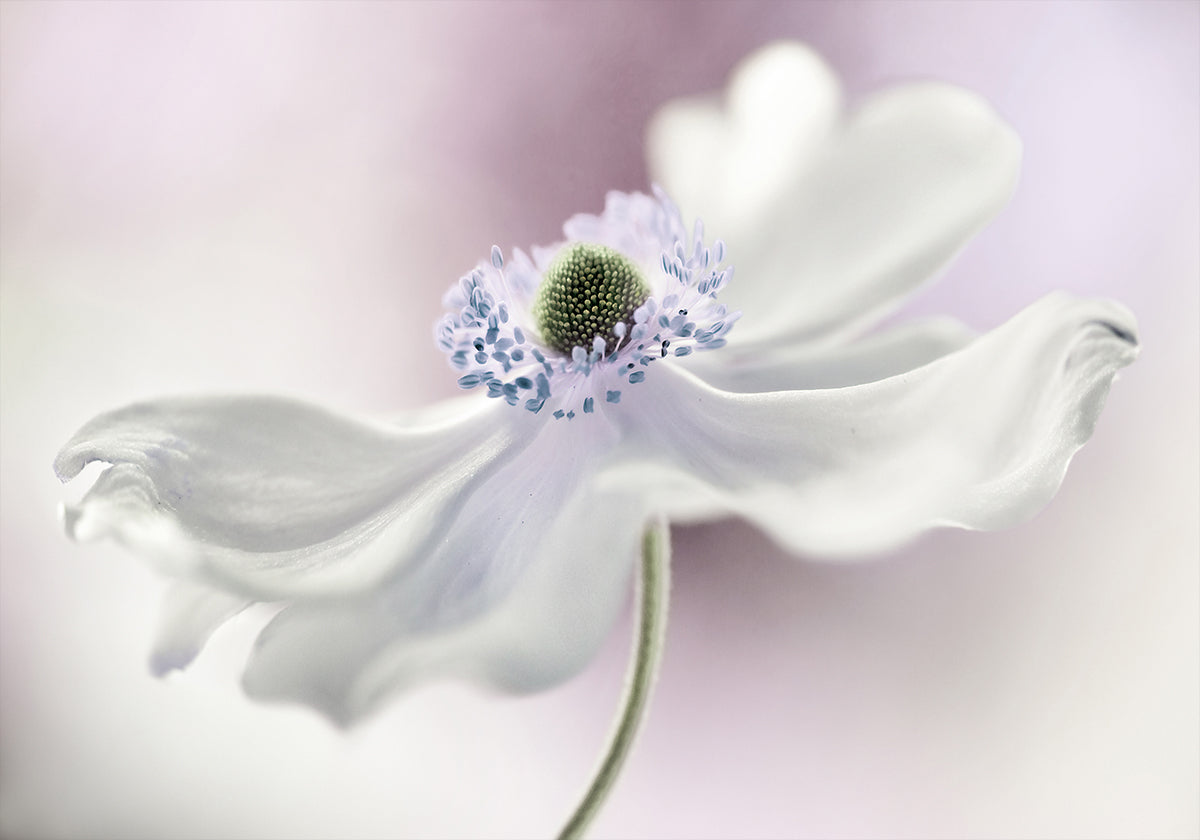 Póster Anemone brisa
