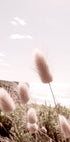 Beach Grass Plakat - Posterbox.no