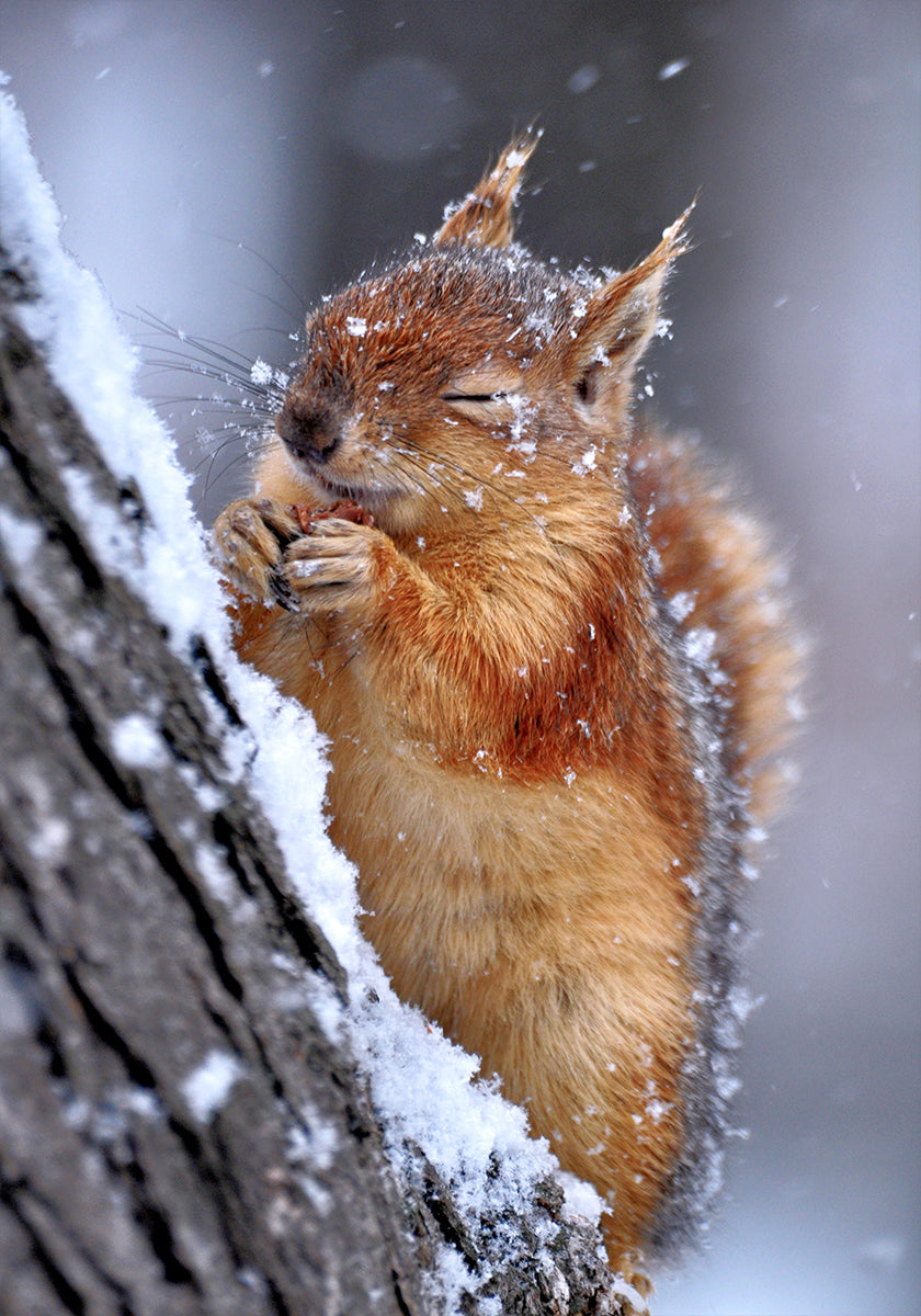 inverno