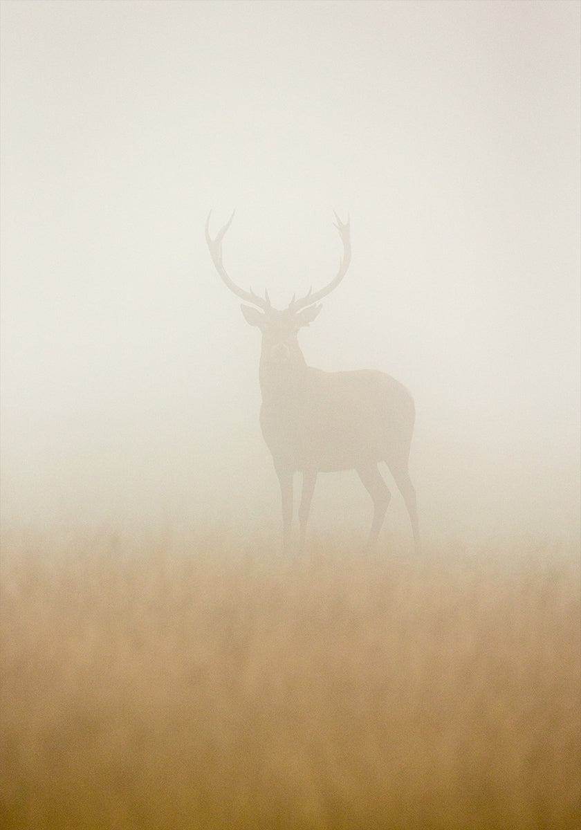 Póster Veado Fantasma