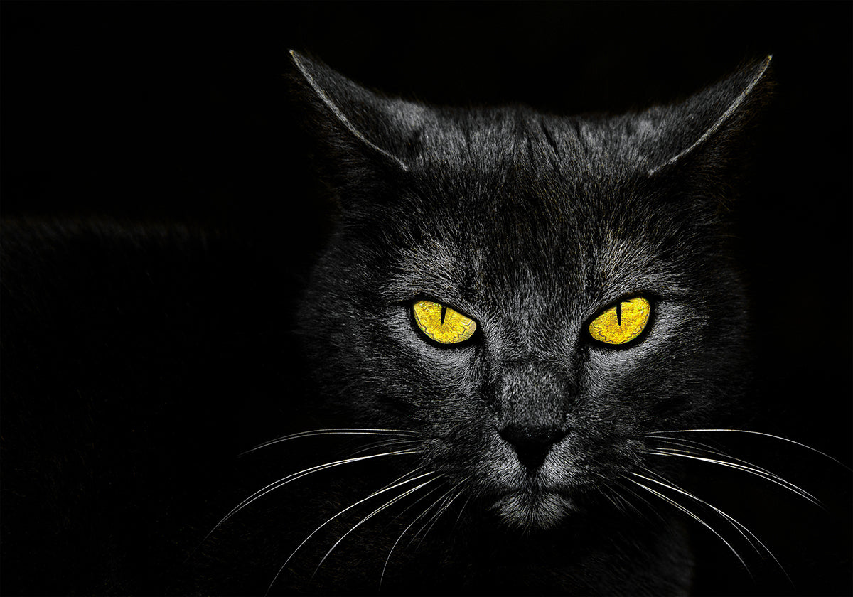 Póster Gato Preto