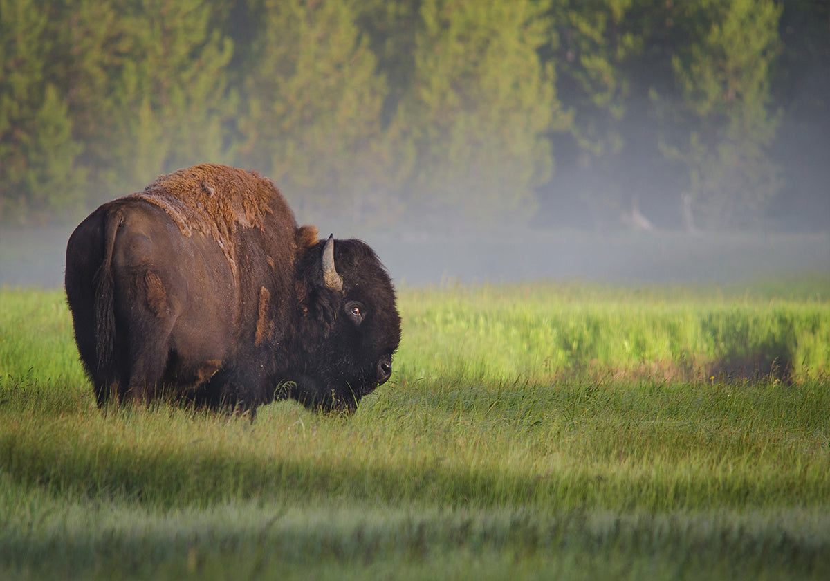 Pôster Bison na luz da manhã