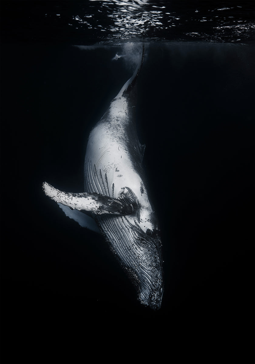 Pôster Baleia Negra