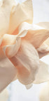 Beige Rose Plakat - Posterbox.no