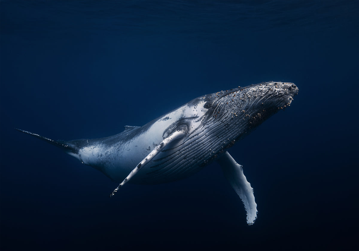 Póster Baleia jubarte em azul