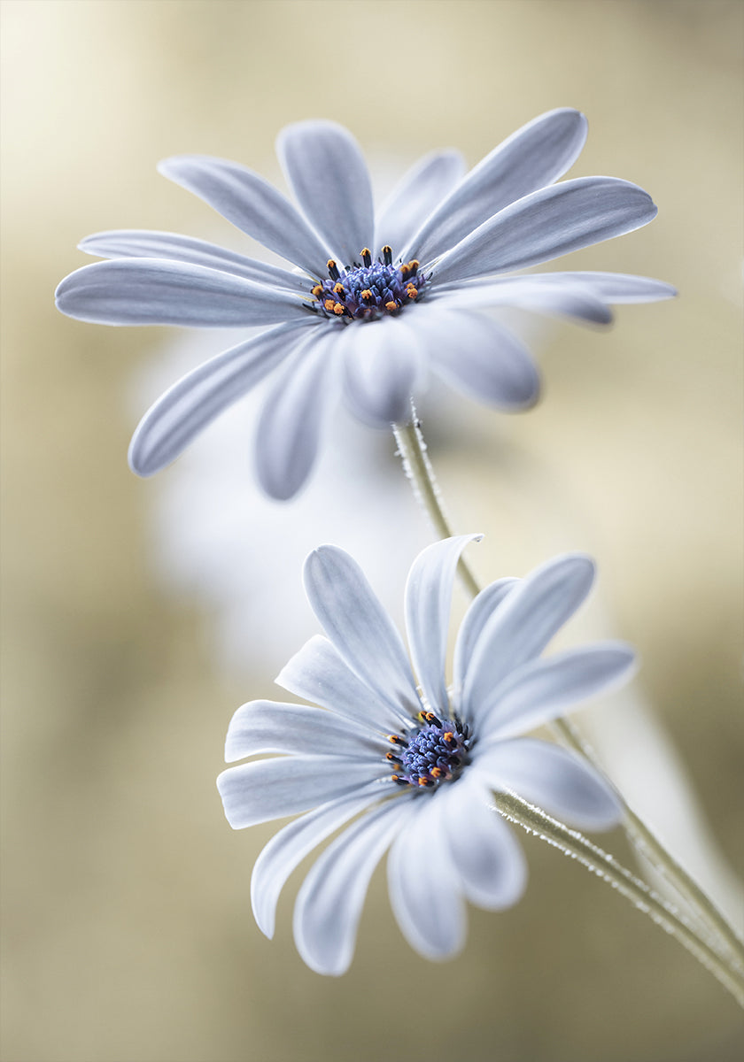 Póster Cape daisies