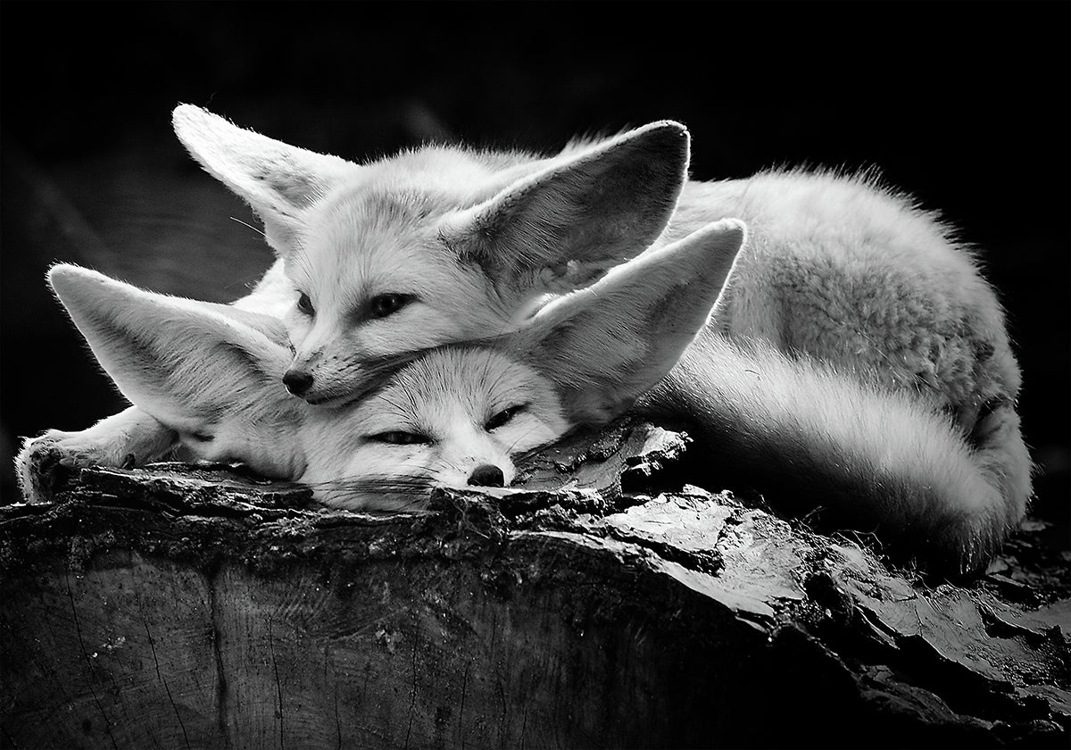 O casal feliz