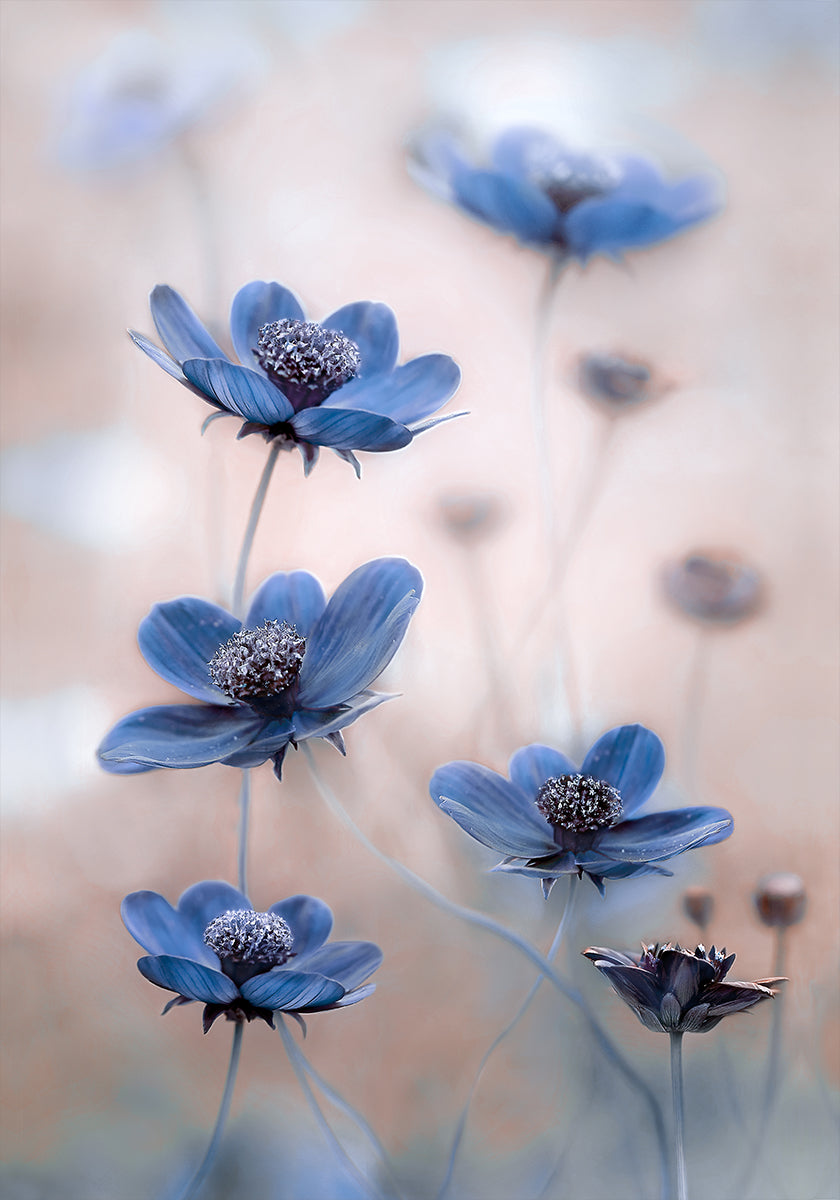 Cosmos azul