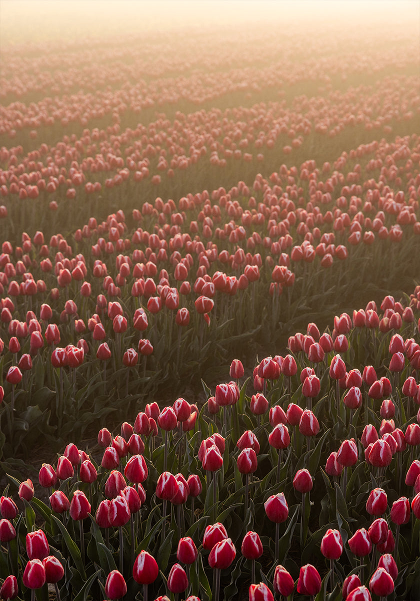 Field of Flowers 1 (NEW) - Posterbox